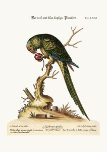 O Parrakeet Vermelho e de Cabeça Azul, 1749-73